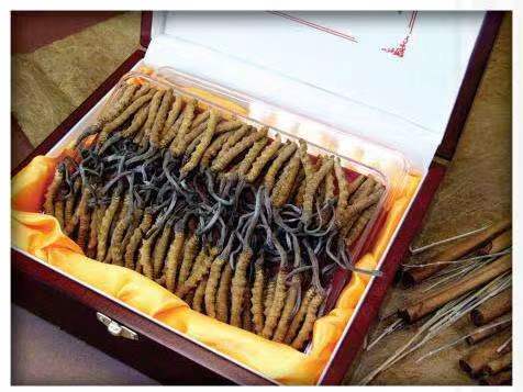 城厢冬虫夏草回收